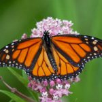 猫咪vip官网 hcxd5id