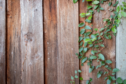 猫咪社区官网社区 猫咪社区官网社区